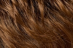 Gallery_002755-10136